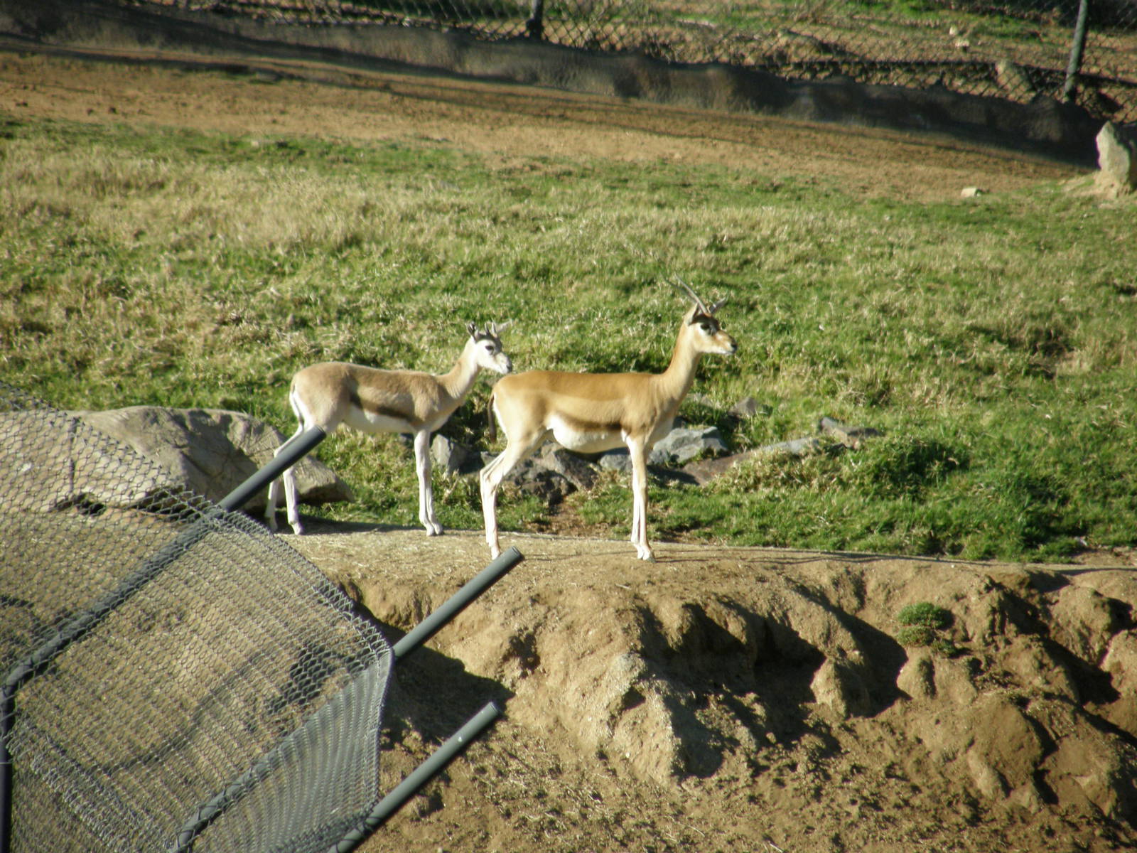 red-fronted gazelle