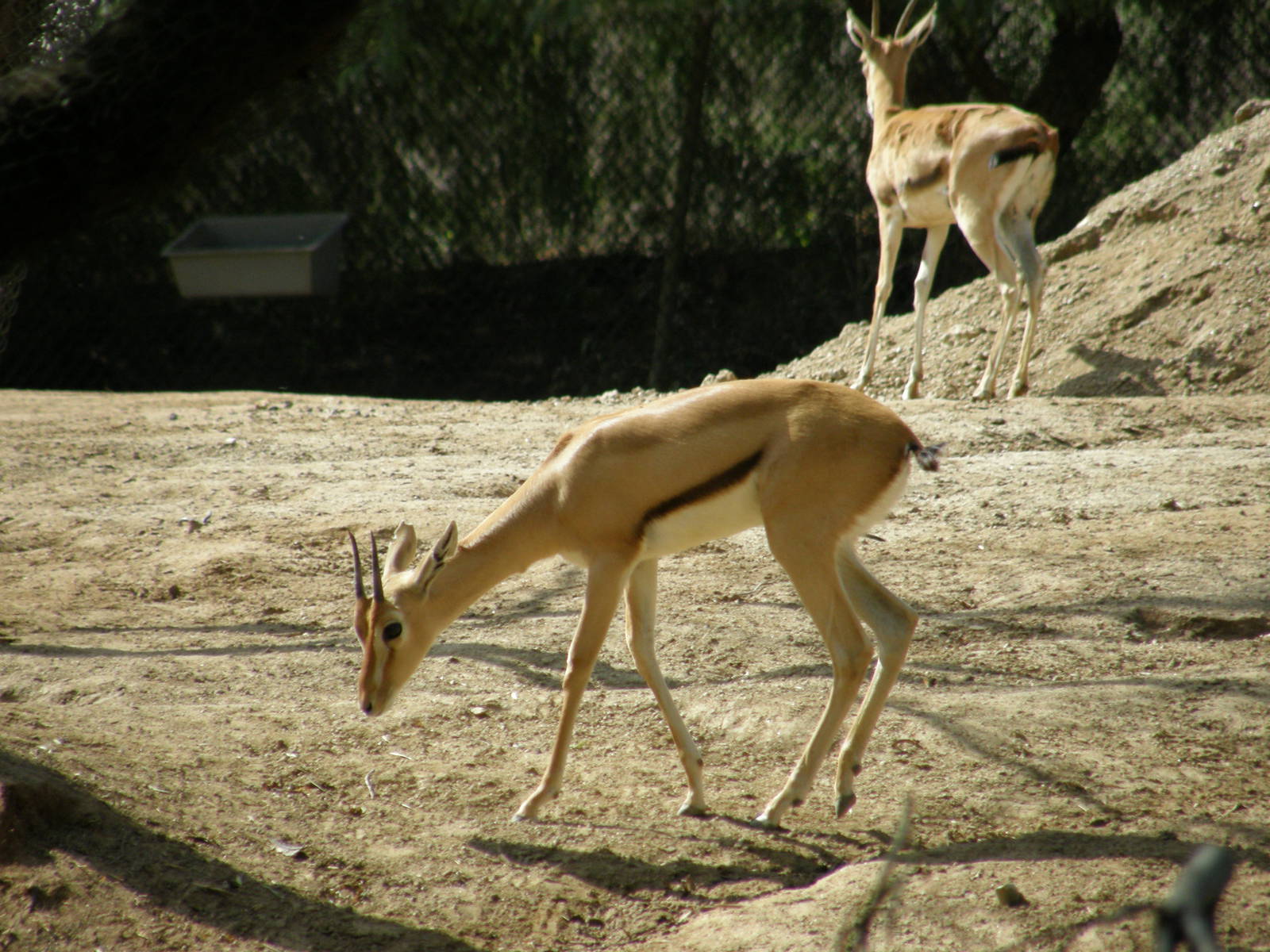 red fronted gazelle
