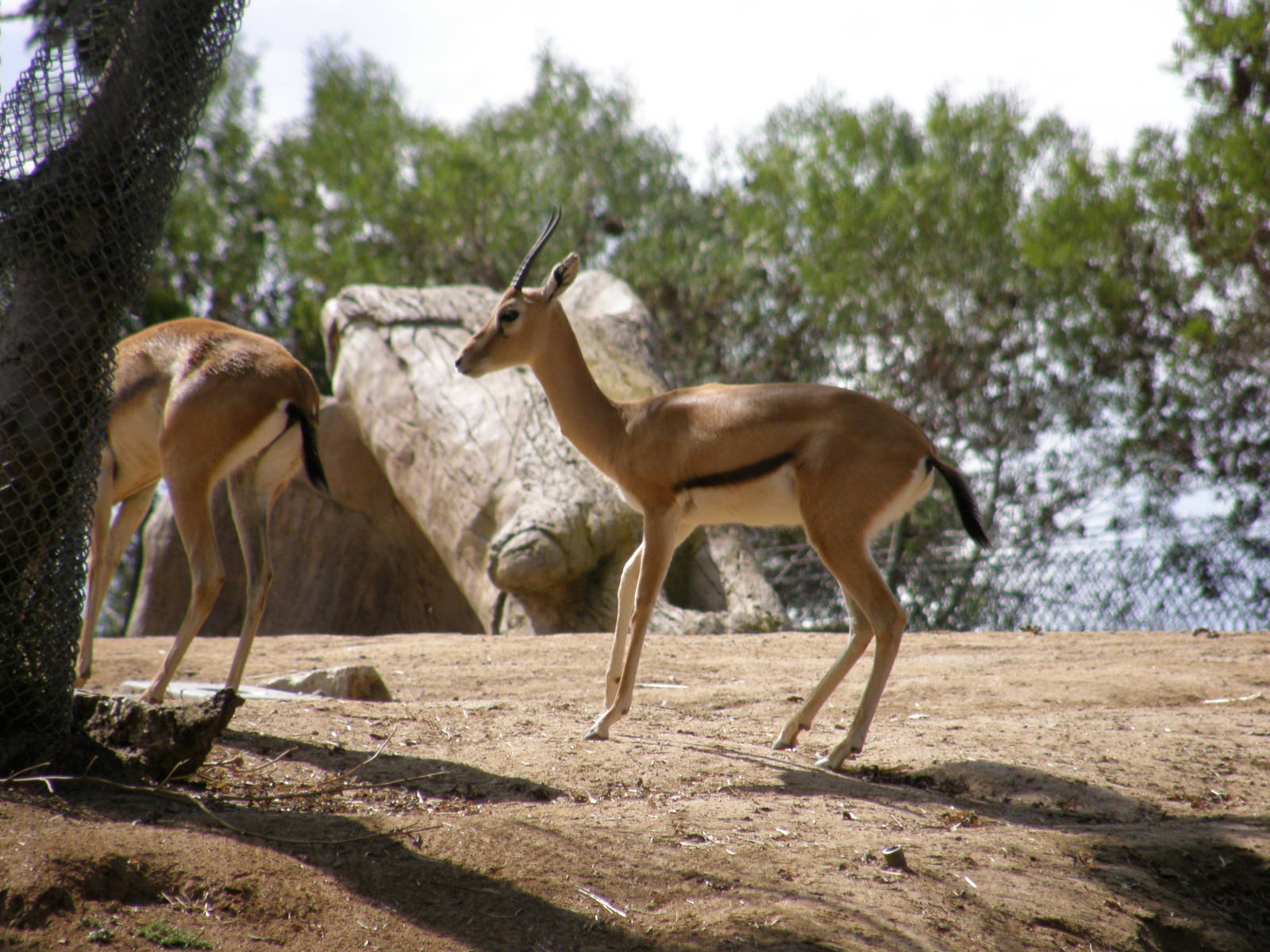 red fronted gazelle