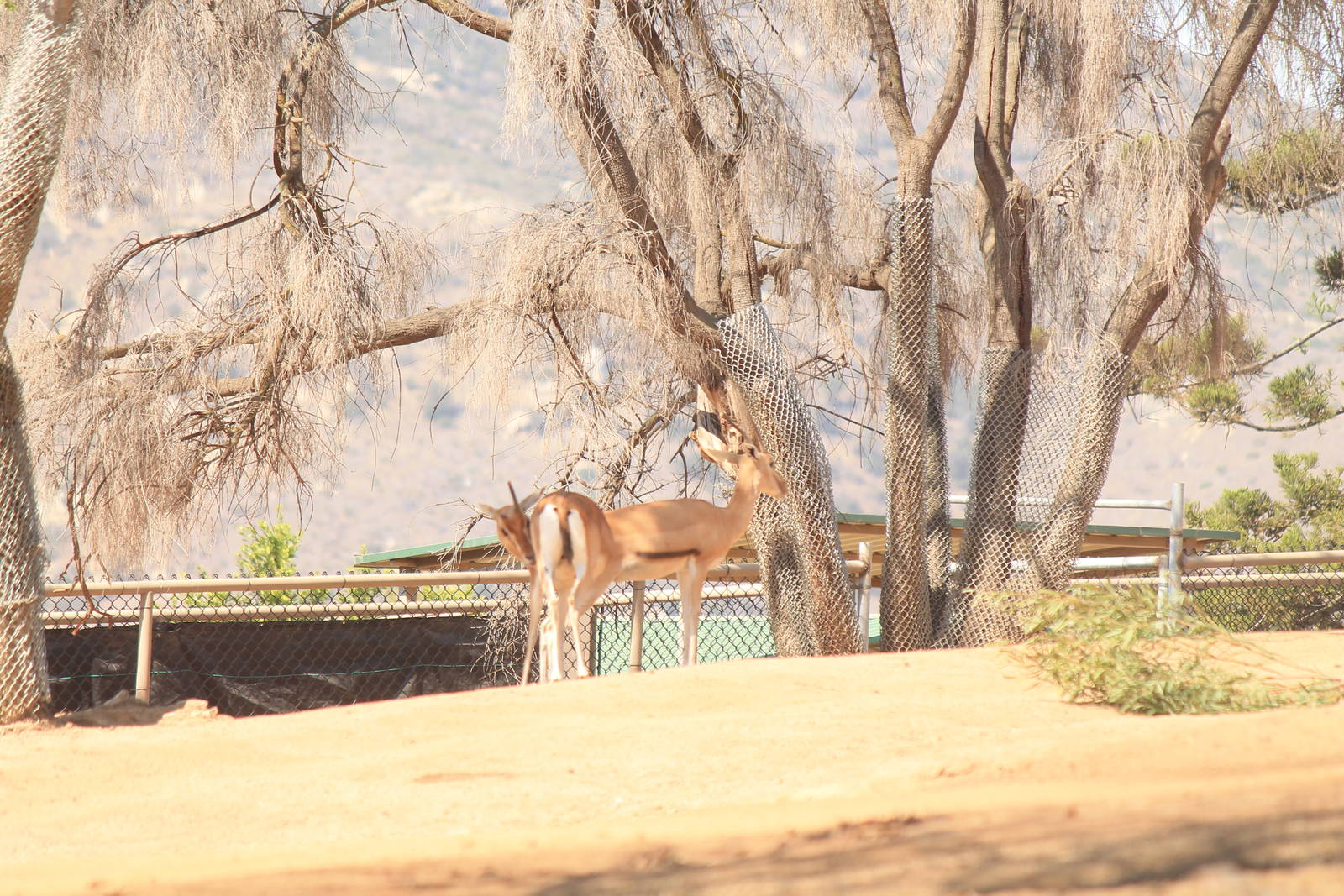 Red-Fronted Gazelle