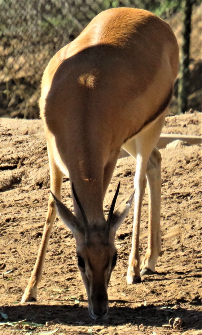Red-fronted gazelle