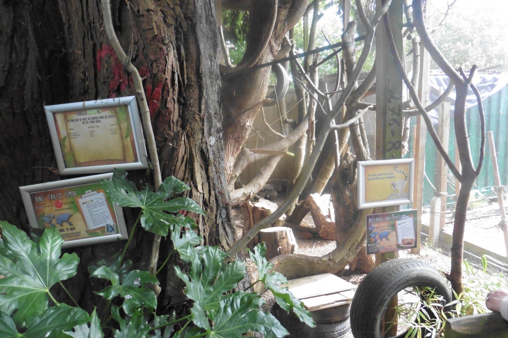 Red fronted & Grey Mouse Lemur,and Bells Hinge-back Tortoise