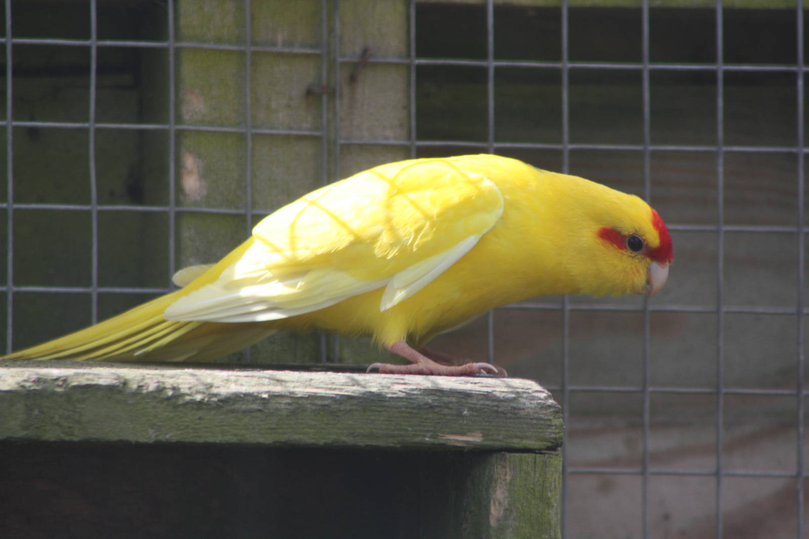Red-fronted Kakariki, 19th June 2014