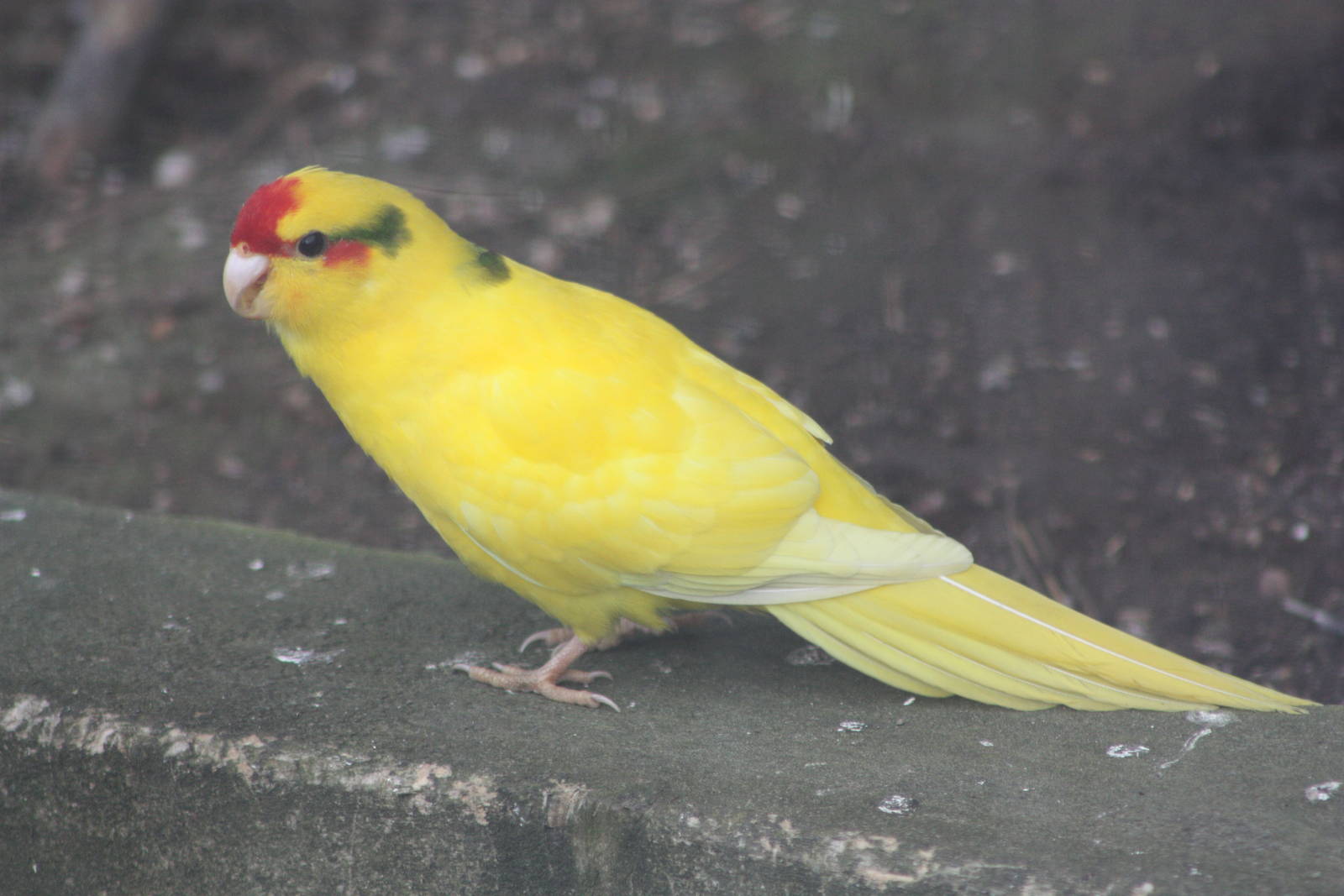 Red-fronted Kakariki, 19th June 2014