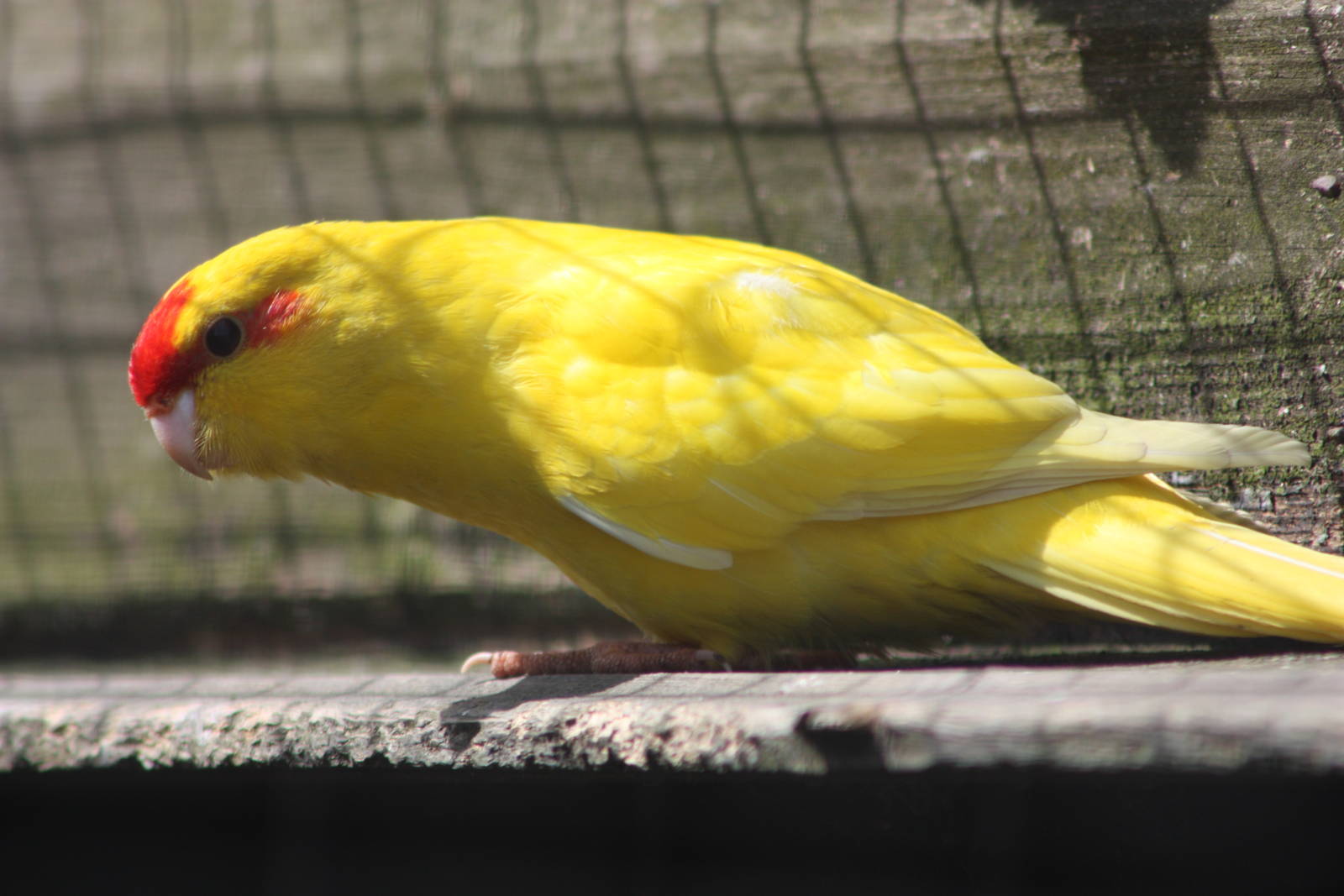 Red-fronted Kakariki, 19th June 2014