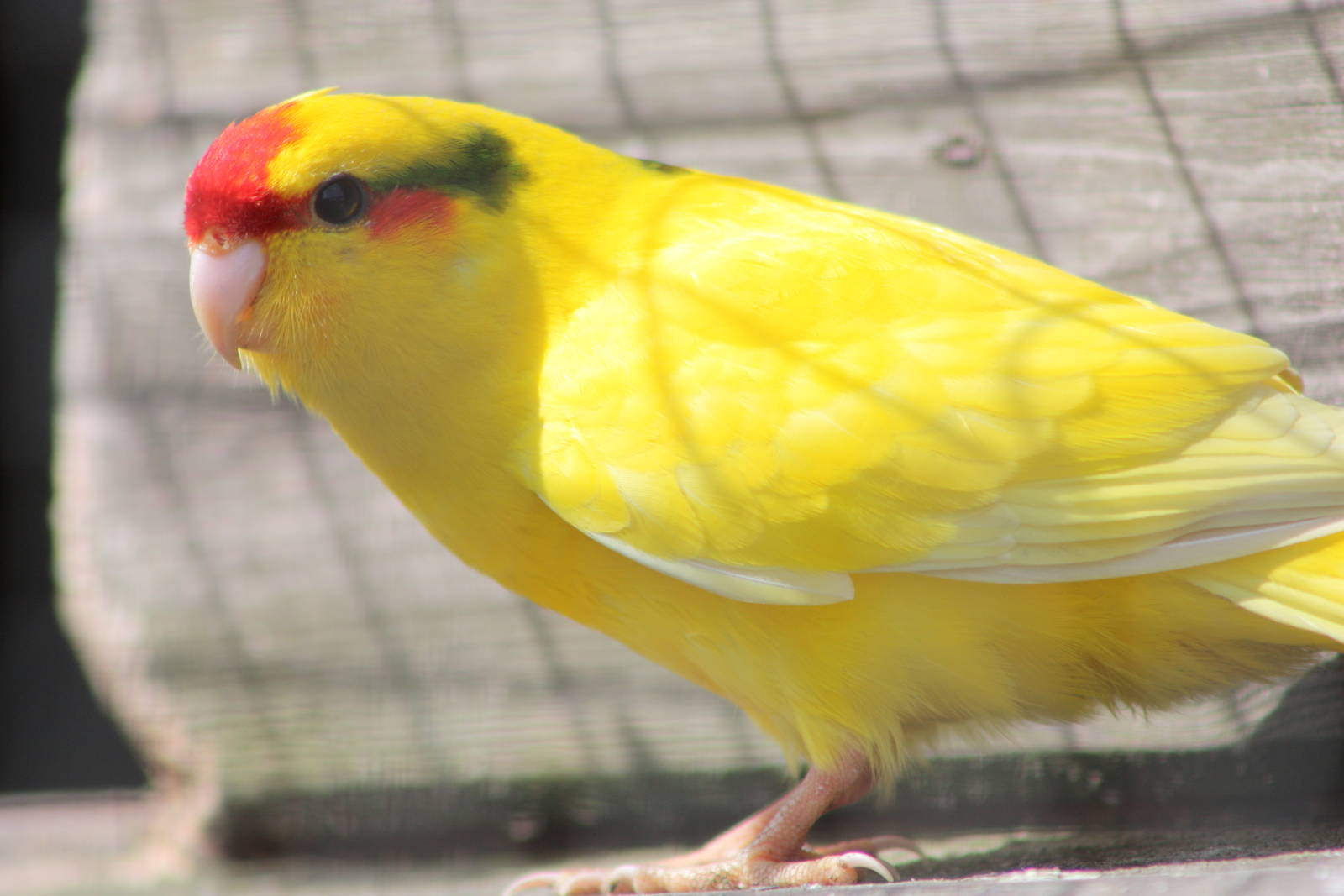 Red-fronted Kakariki, 19th June 2014