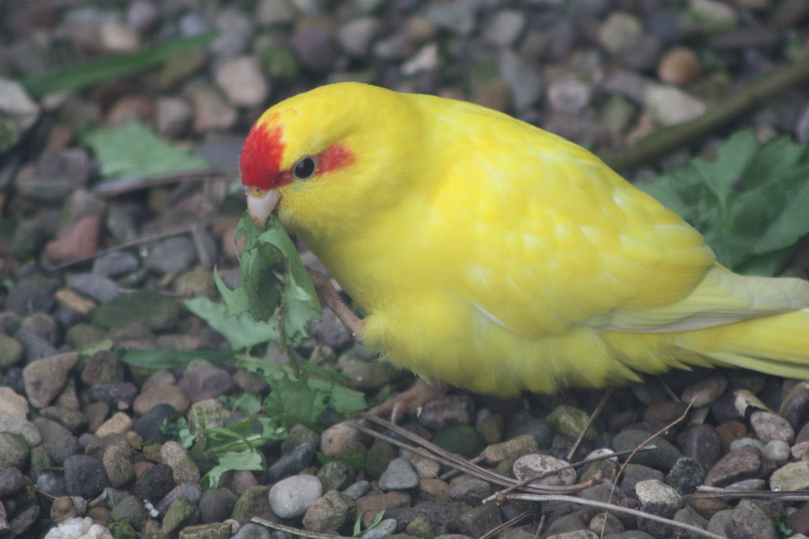Red-fronted Kakariki, 1st May 2014