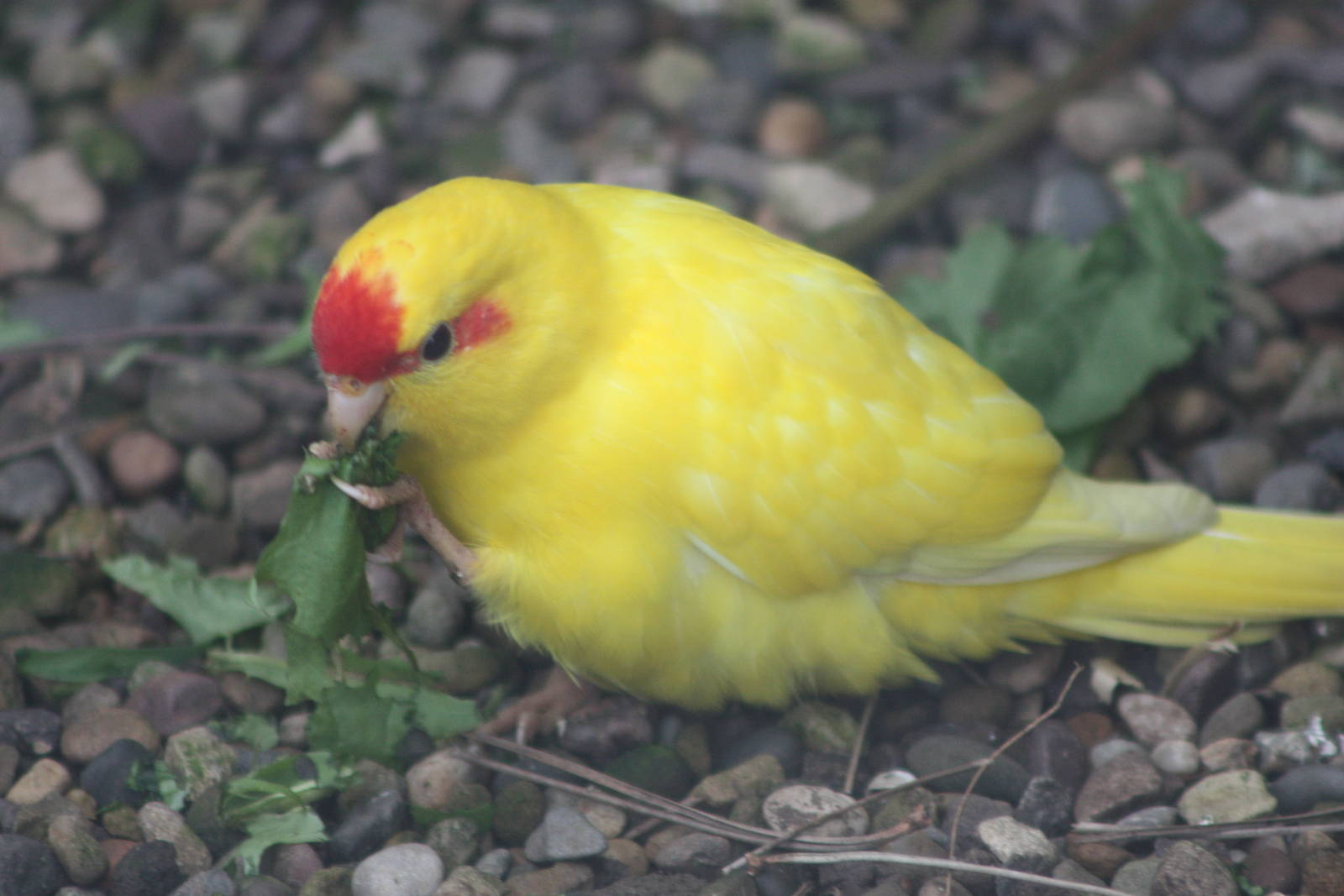 Red-fronted Kakariki, 1st May 2014