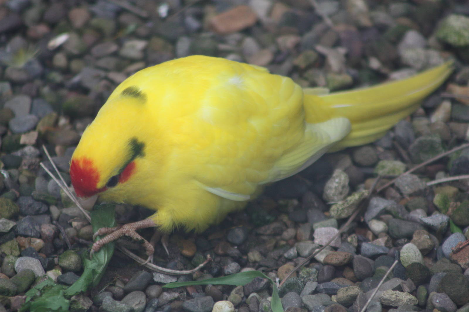 Red-fronted Kakariki, 1st May 2014