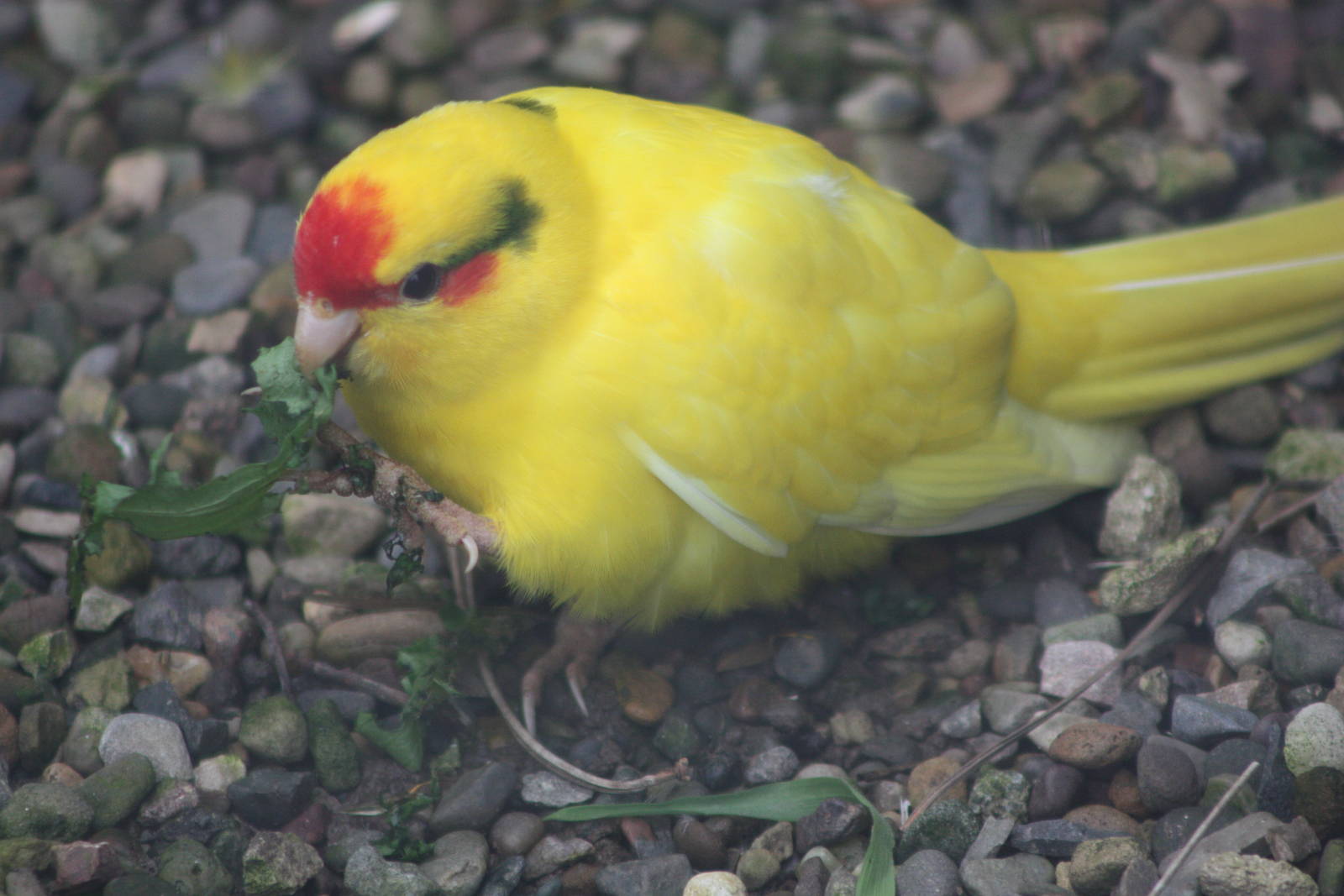 Red-fronted Kakariki, 1st May 2014