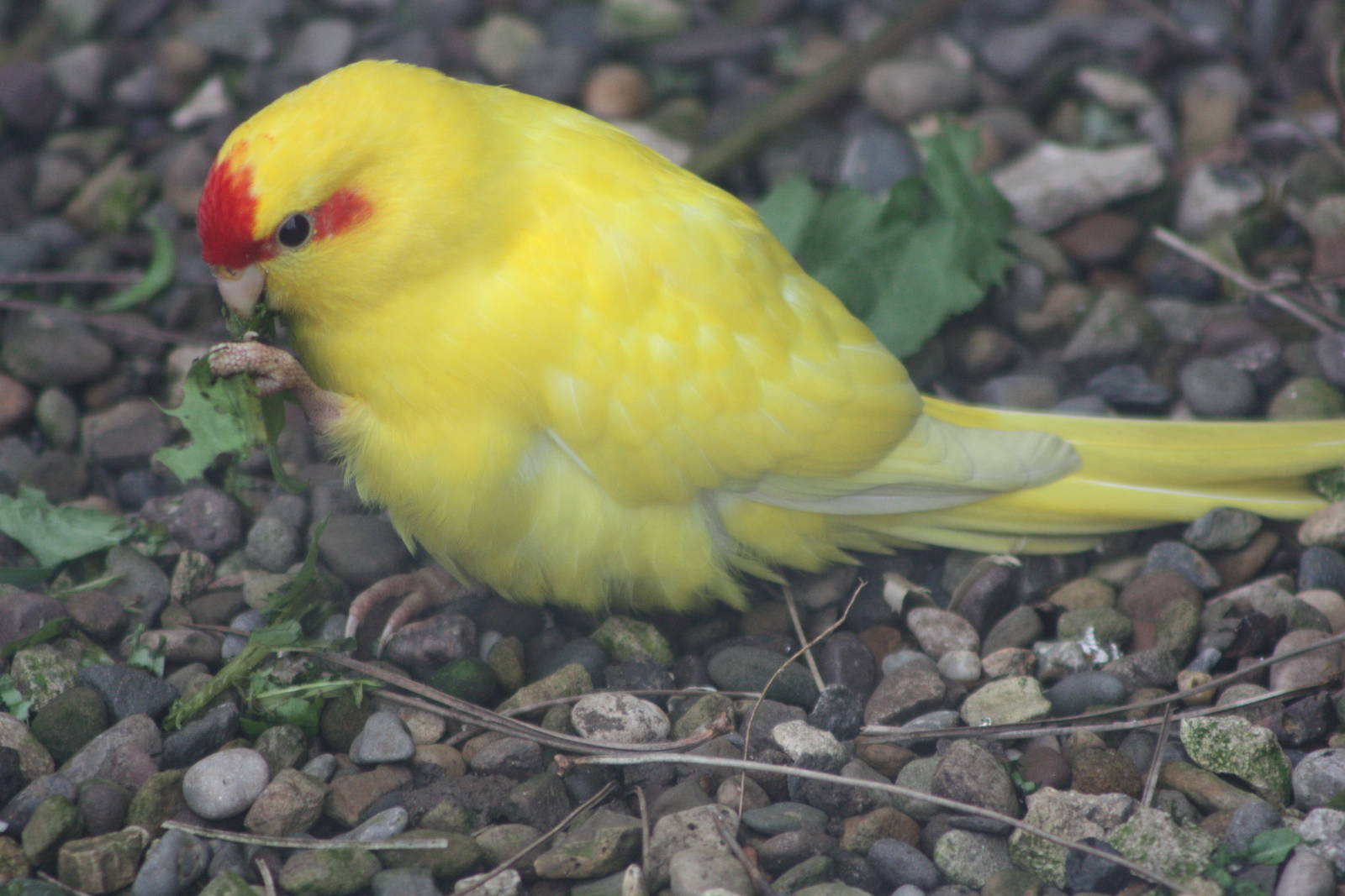 Red-fronted Kakariki, 1st May 2014