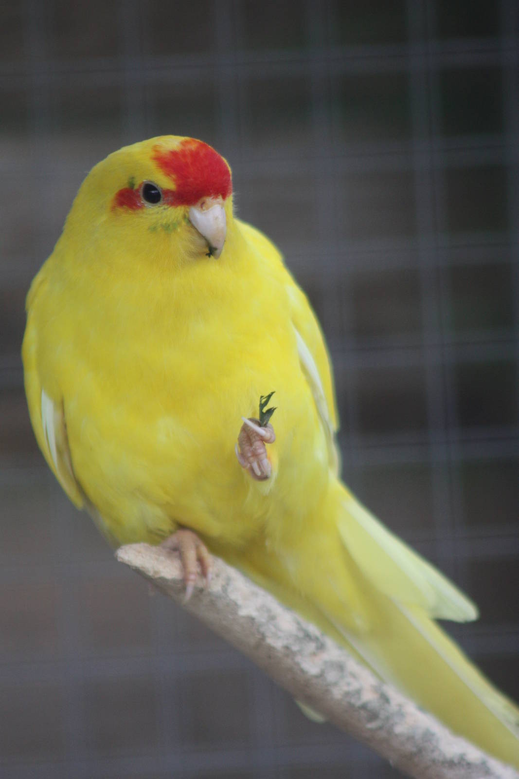 Red-fronted Kakariki, 21st August 2014