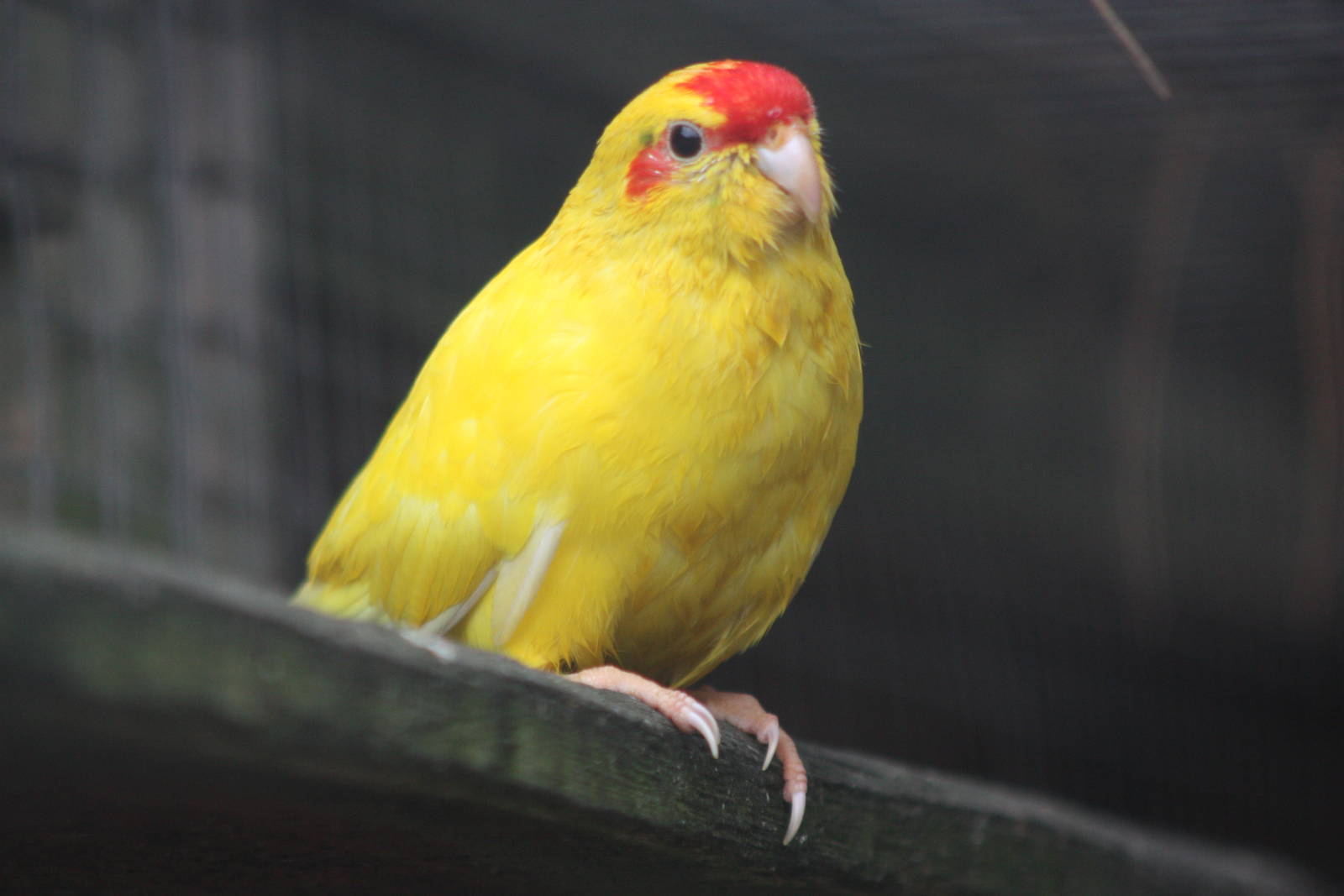 Red-fronted Kakariki, 25th September 2014