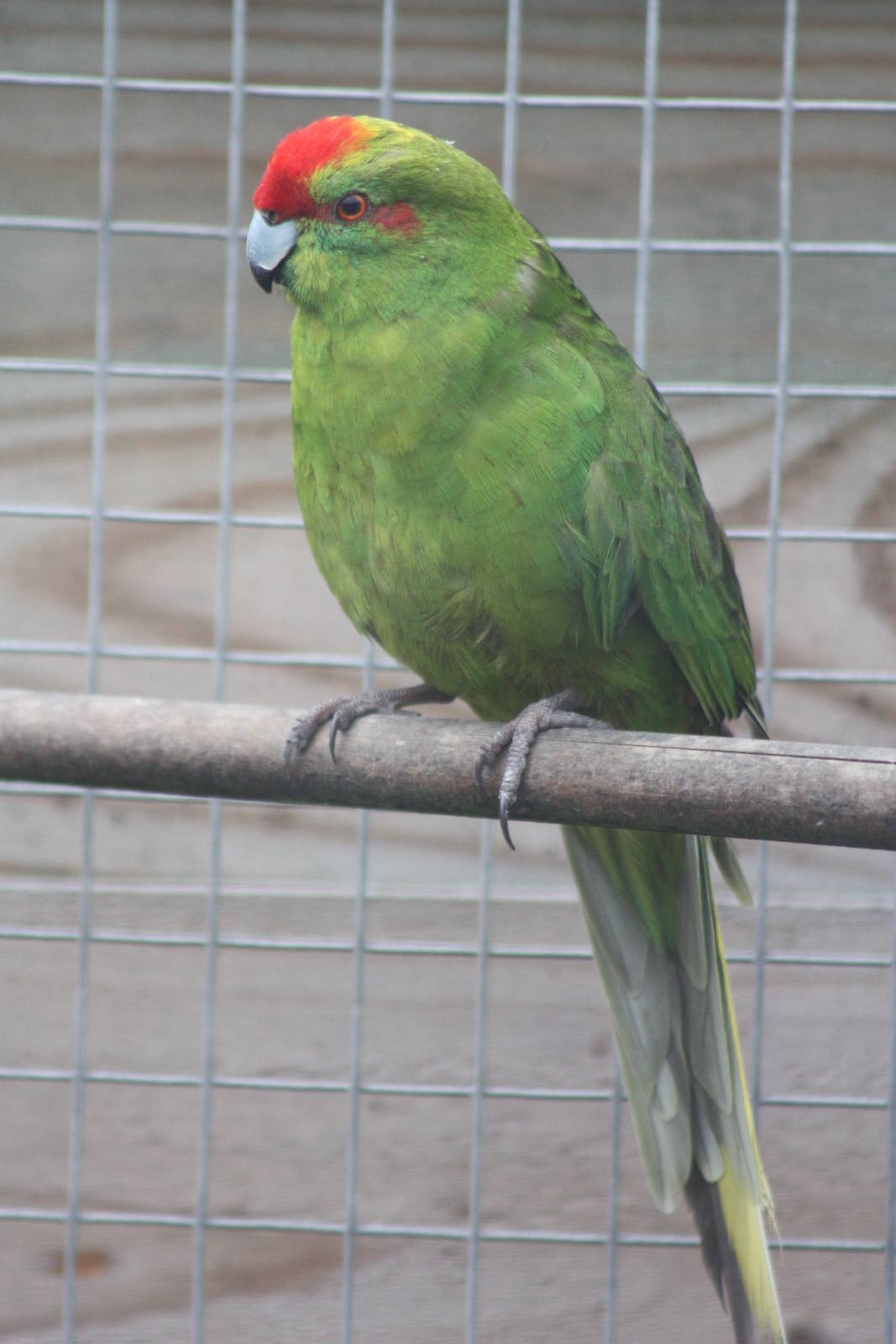 Red-fronted Kakariki, 4th October 2013