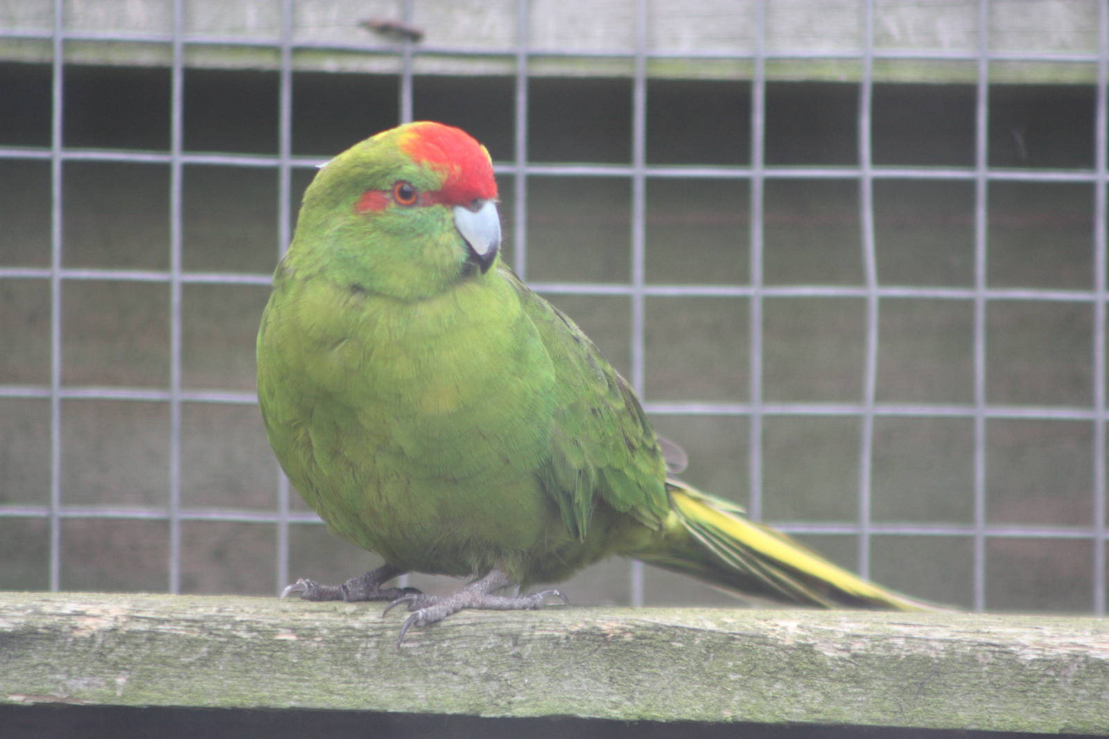 Red-fronted Kakariki, 4th October 2013