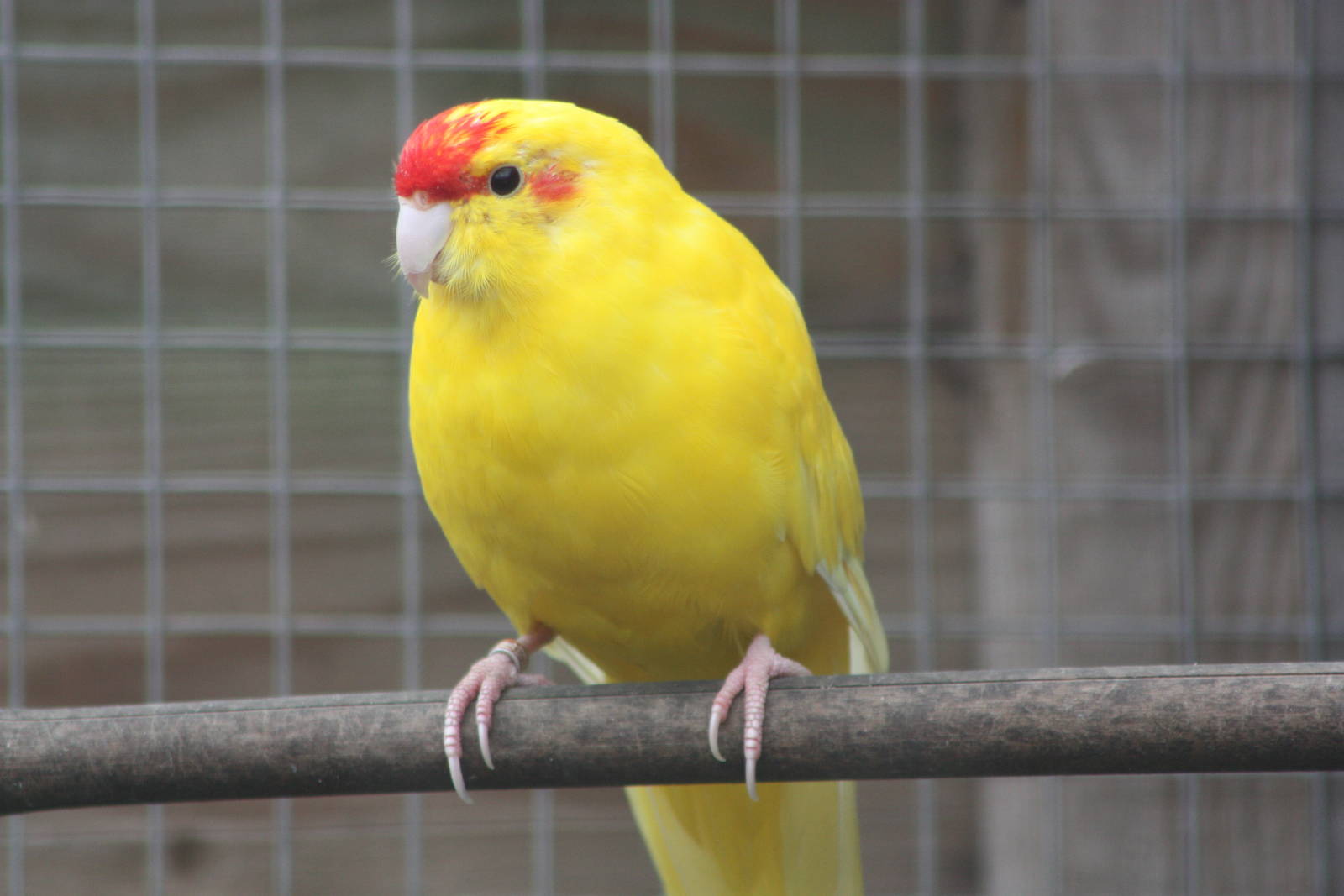 Red-fronted Kakariki, 4th October 2013