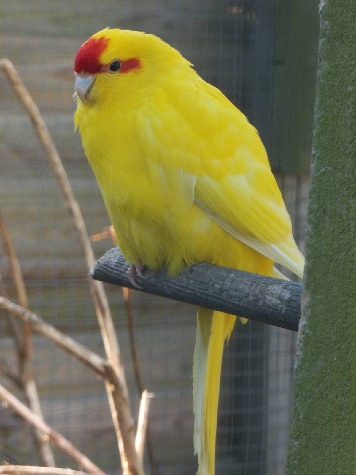 Red-fronted Kakariki, 9th June 2015