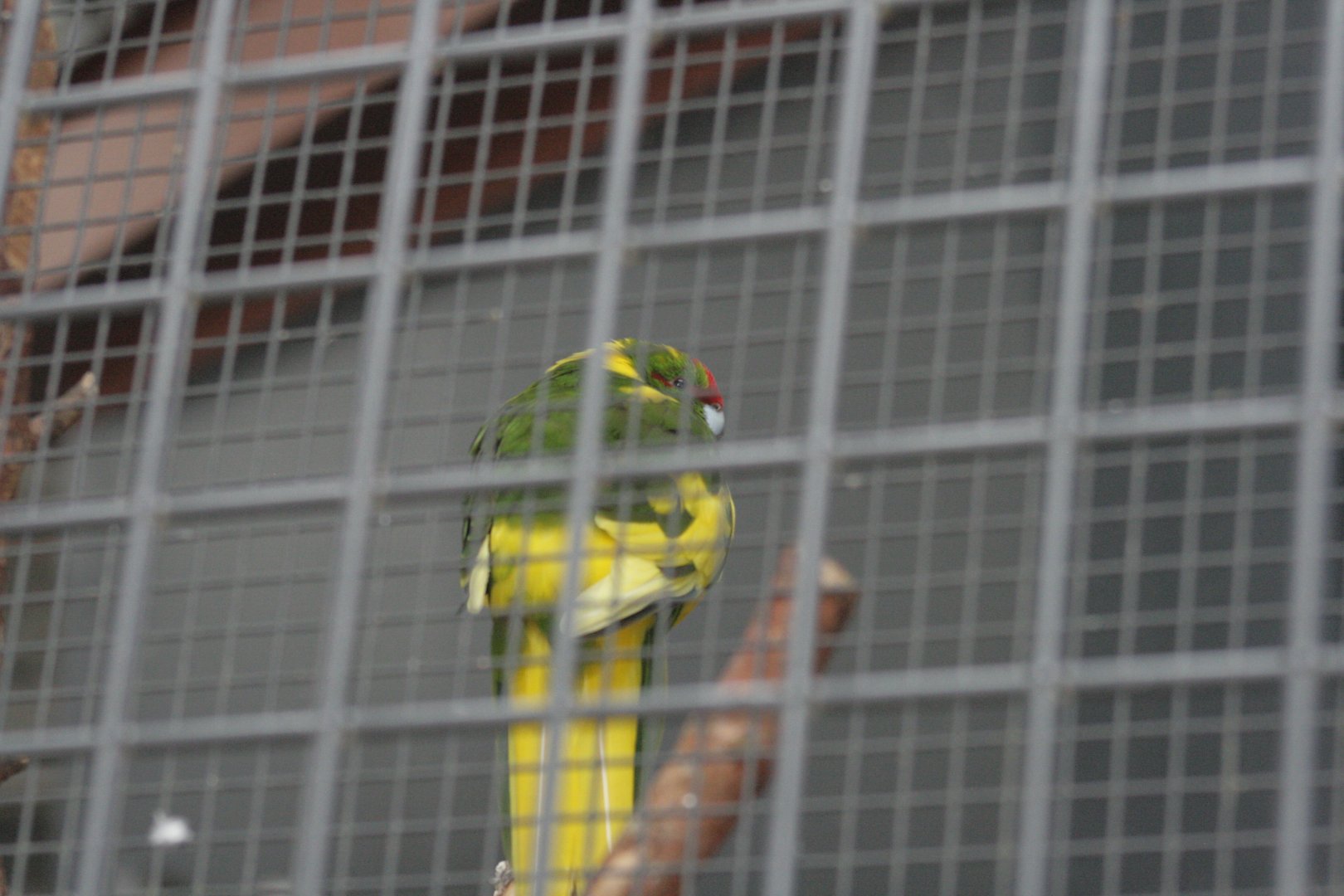 Red-fronted Kakariki (domestic)