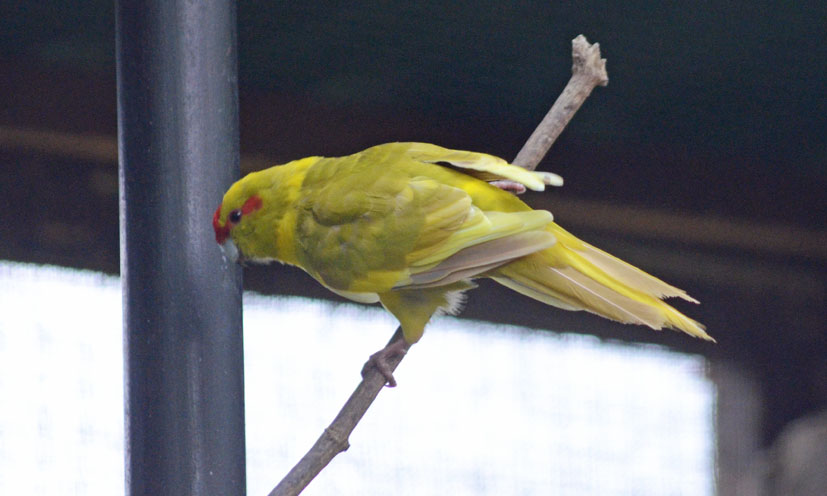 RED-FRONTED KAKARIKI MUTATION