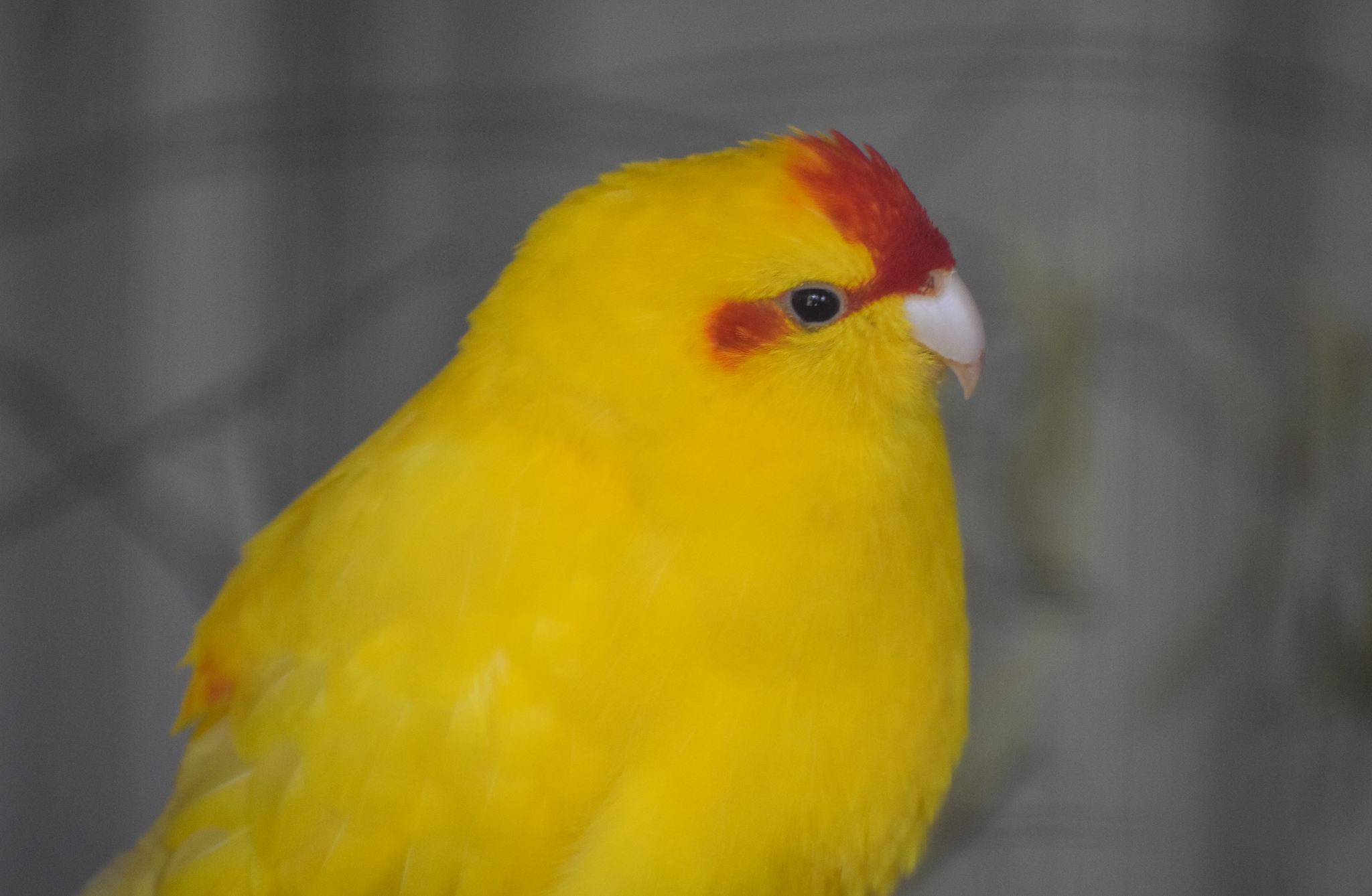Red-fronted Kakariki - mutation