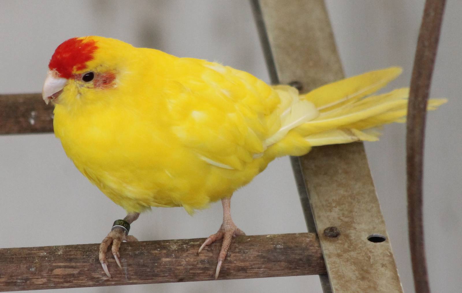 Red-fronted kakariki - yellow mutation