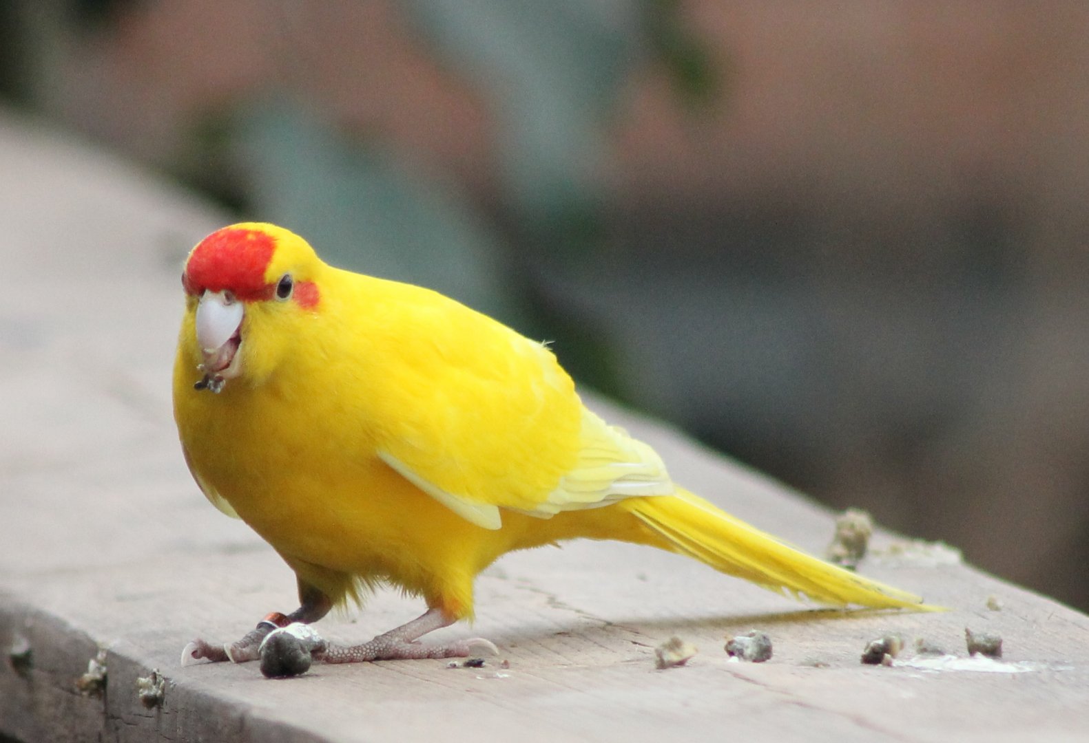 Red-fronted kakariki - yellow mutation