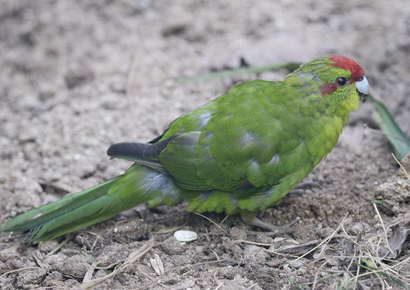 Red-fronted kakariki