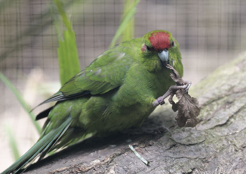 Red-fronted kakariki