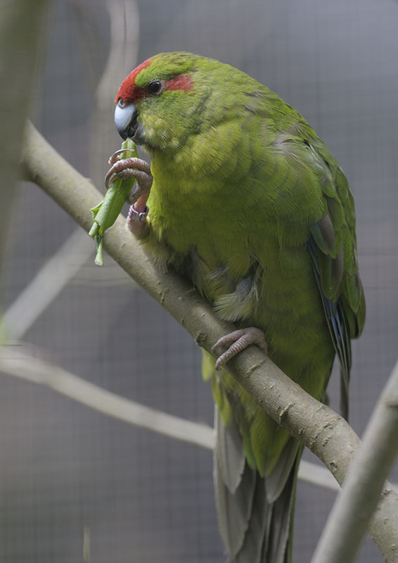 Red-fronted kakariki