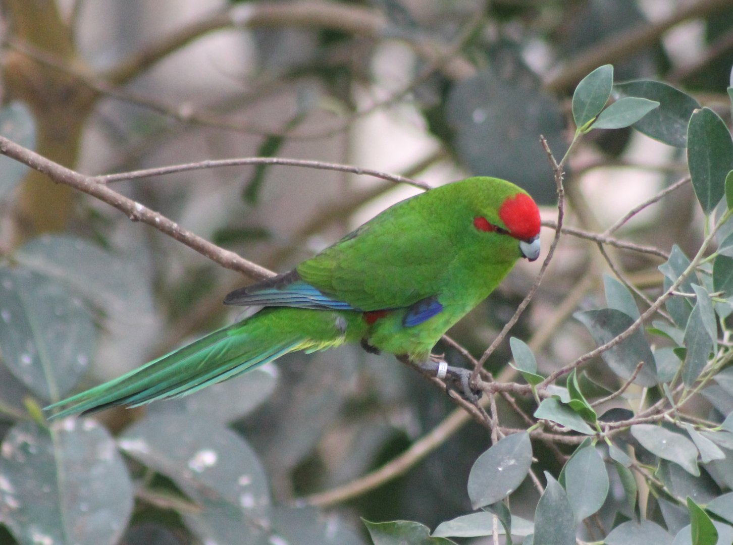 Red-fronted kakariki