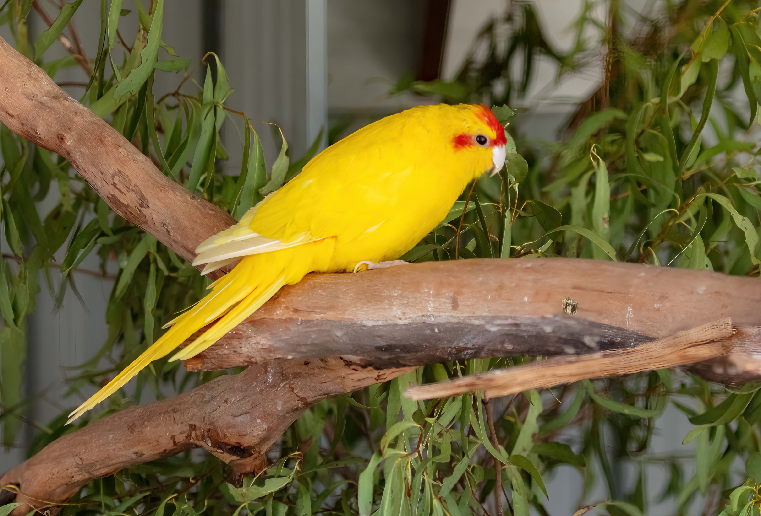Red-fronted Kakariki