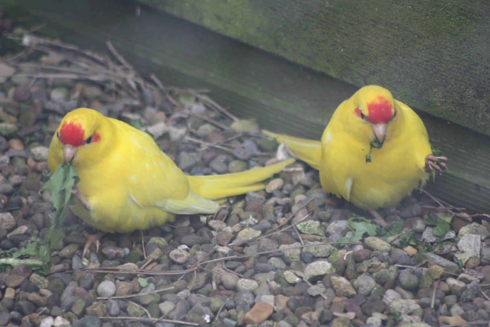 Red-fronted Kakarikis, 1st May 2014