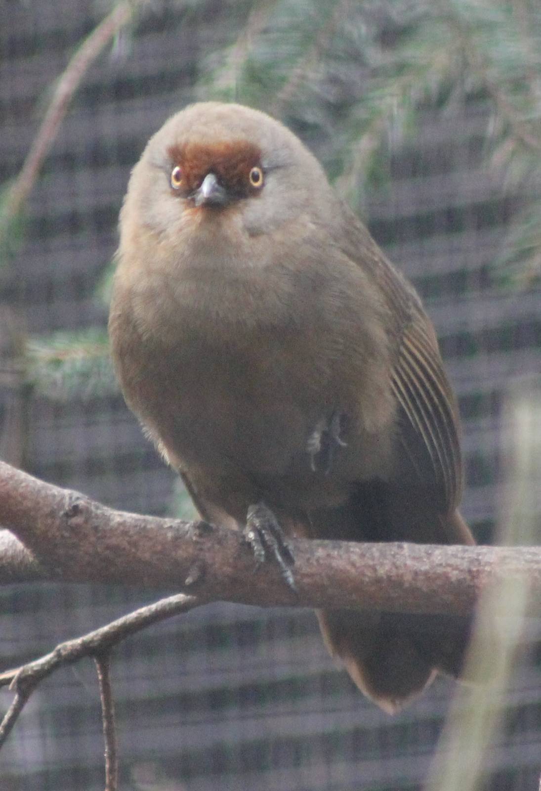 Red-fronted laughing thrush