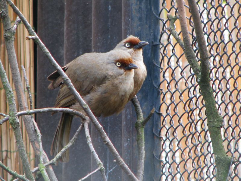 Red-fronted laughingthrush (Garrulax rufifrons)