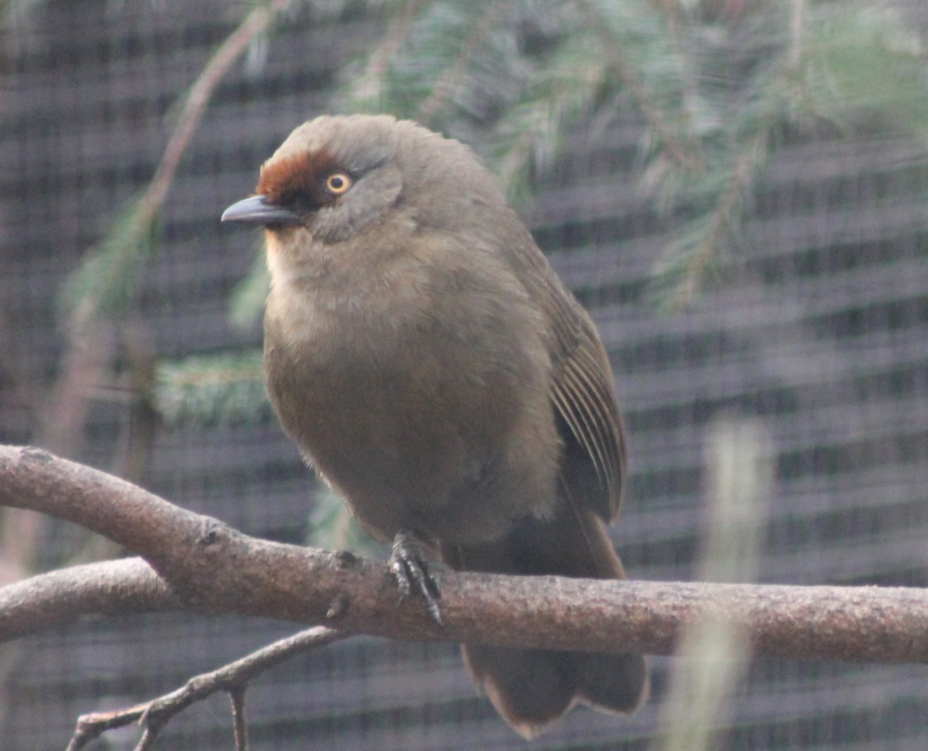 Red-fronted laughingthrush