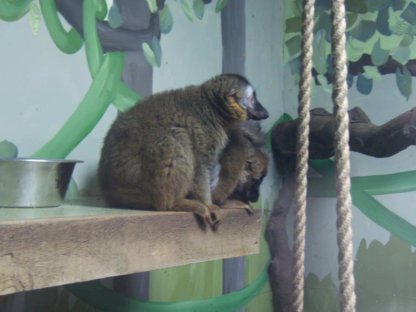 Red-fronted Lemur 13/04/2019