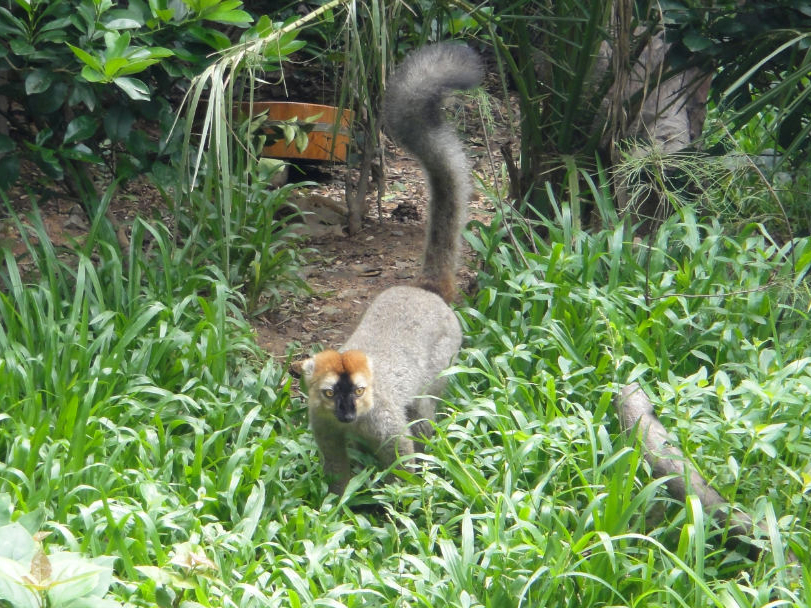 Red-fronted lemur - 2011