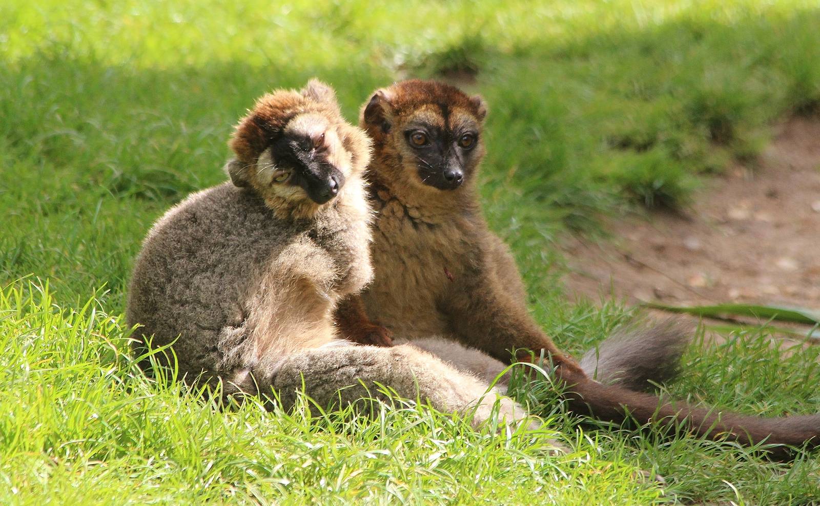 Red Fronted Lemur and hybrid Red Fronted X Red Bellied