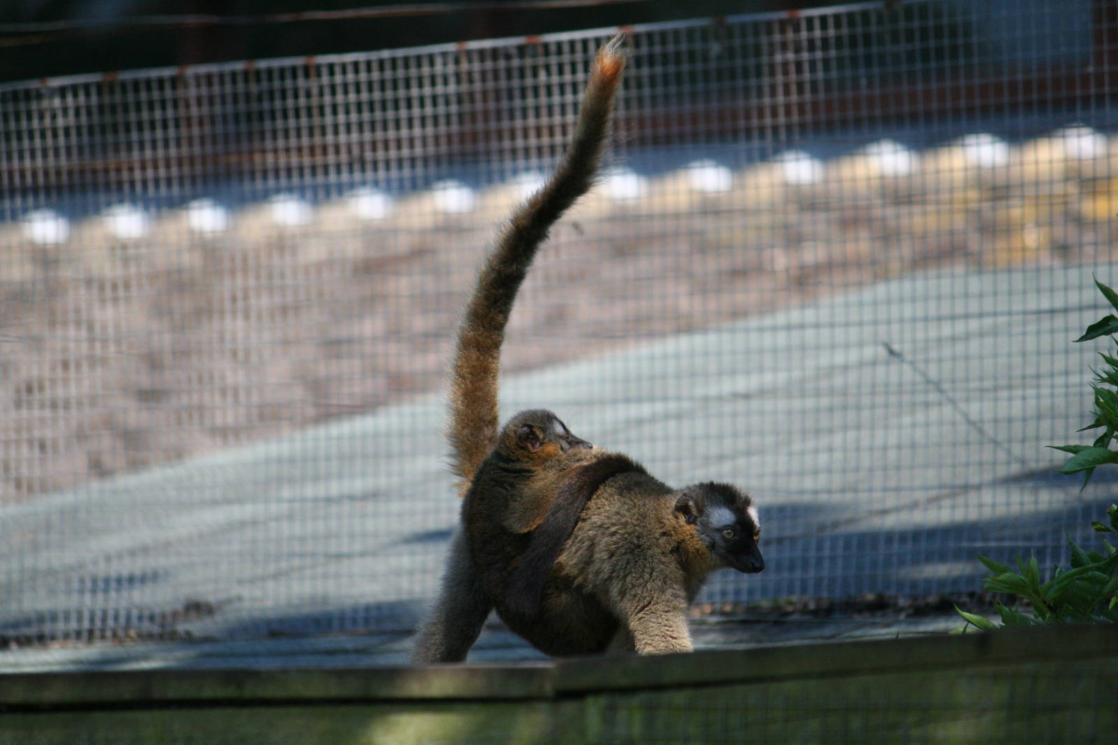Red-fronted lemur and youngster