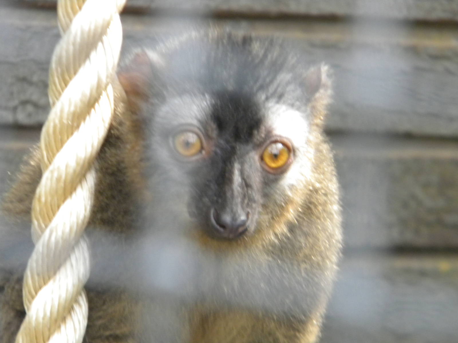 Red fronted Lemur at Blackpool Zoo 05/06/11