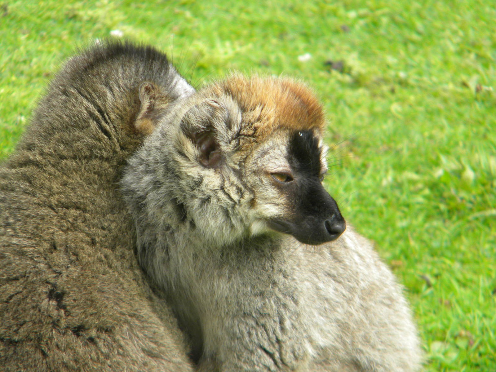 Red fronted Lemur at Blackpool Zoo 07/08/11