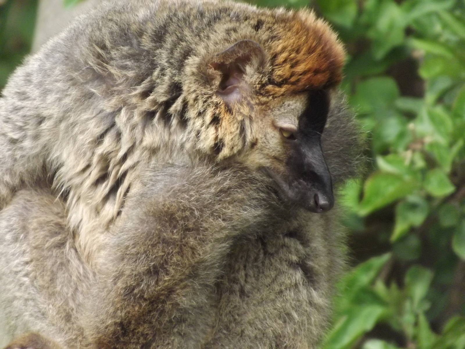 Red Fronted Lemur at Blackpool Zoo 21/04/12