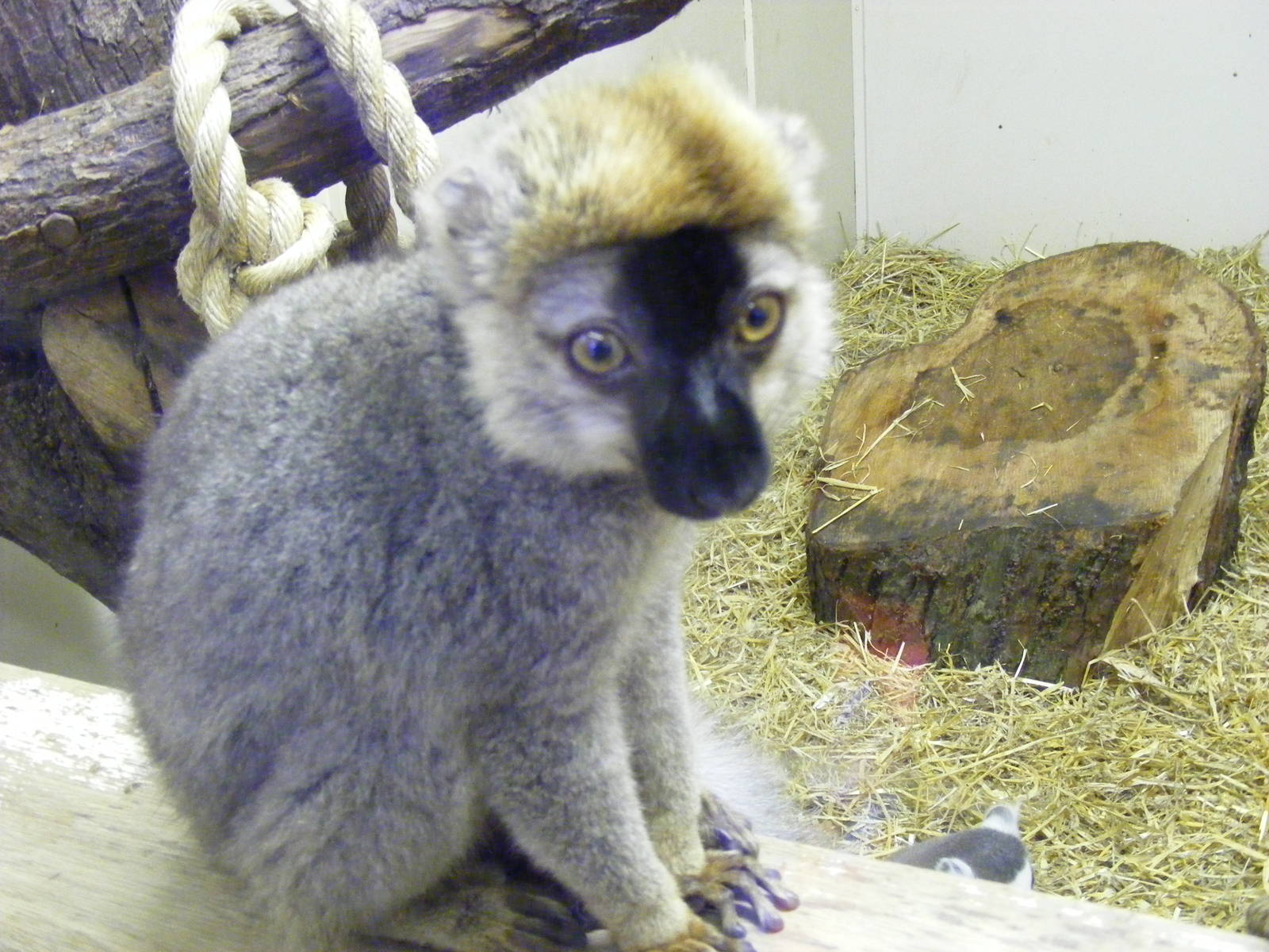 Red fronted lemur at Blackpool Zoo, 29 December 2009