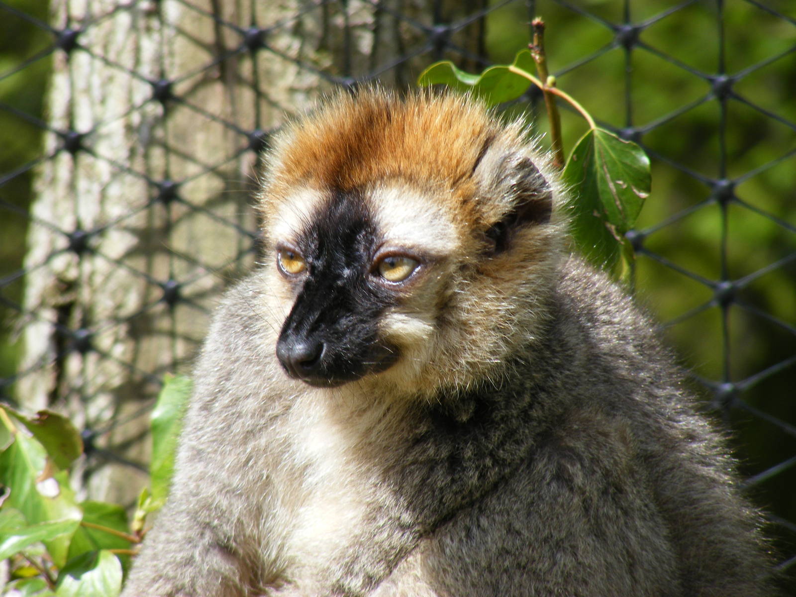 Red-fronted lemur at Manor House Wildlife Park, 2 May 2010