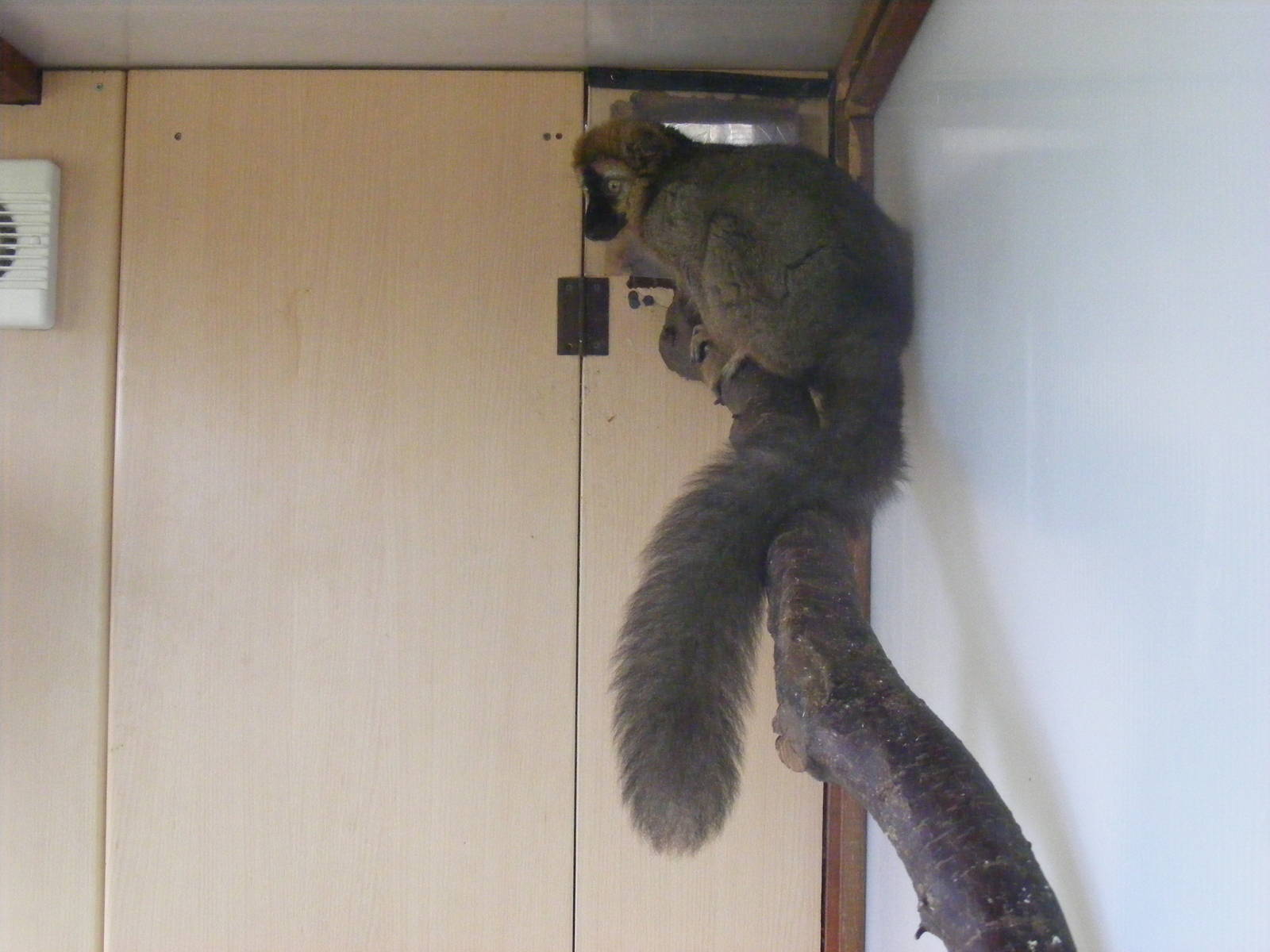 Red-fronted lemur at Wingham Wildlife Park, 2 April 2010