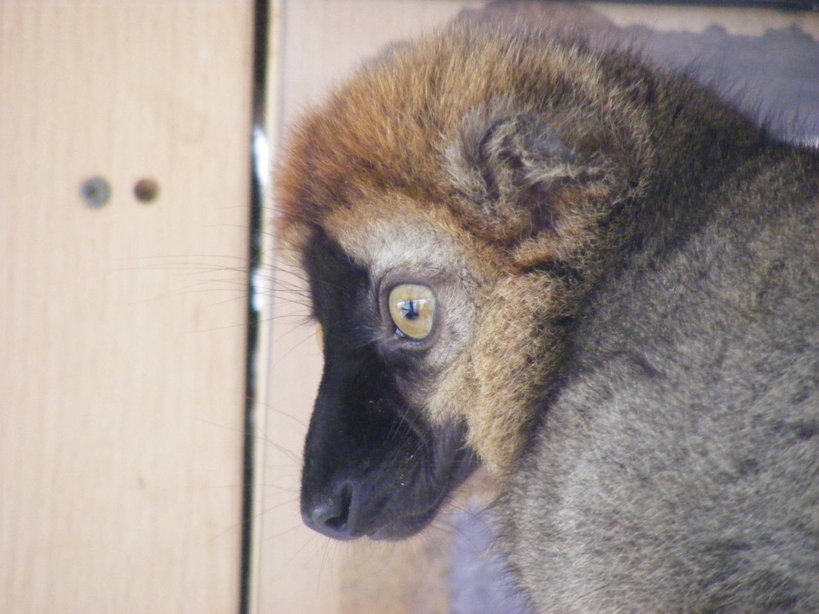 Red-fronted lemur at Wingham Wildlife Park, 2 April 2010