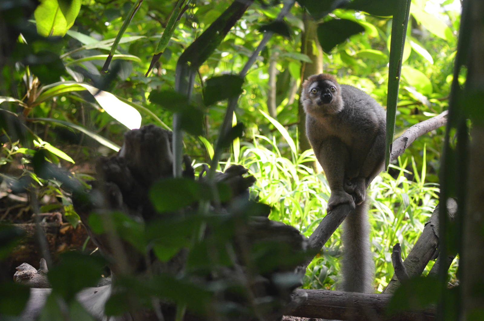 Red-fronted Lemur at Zurich Zoo, 12/09/16