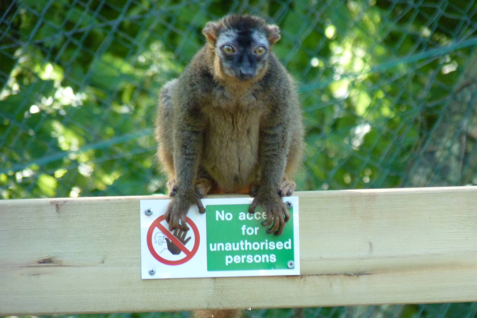Red-fronted Lemur, August 2016
