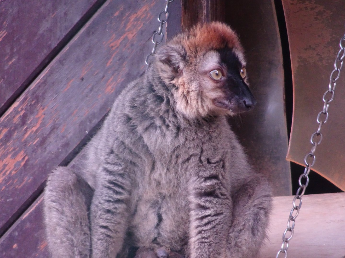 Red-fronted lemur  Blackpool Zoo 13 July 2025