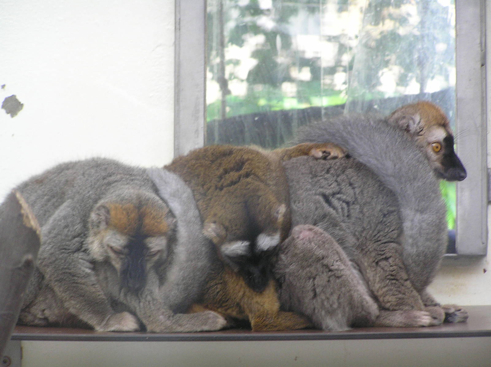 Red-fronted lemur - Cologne zoo
